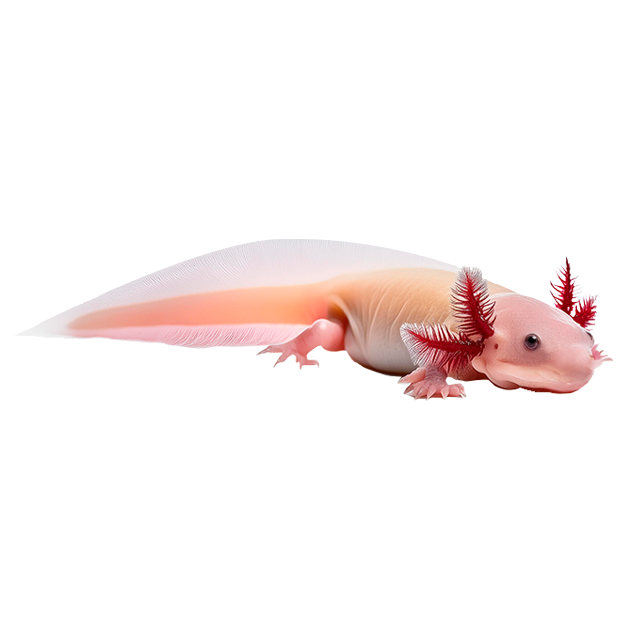 Imagem do peixe Axolote